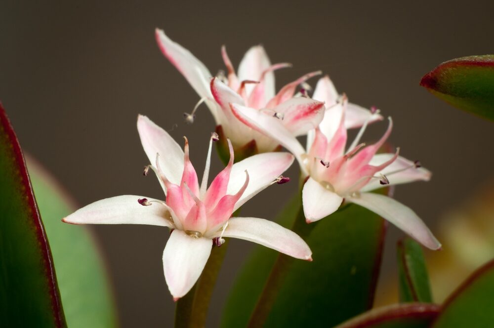 crassula viridis subsp viridis guia completa