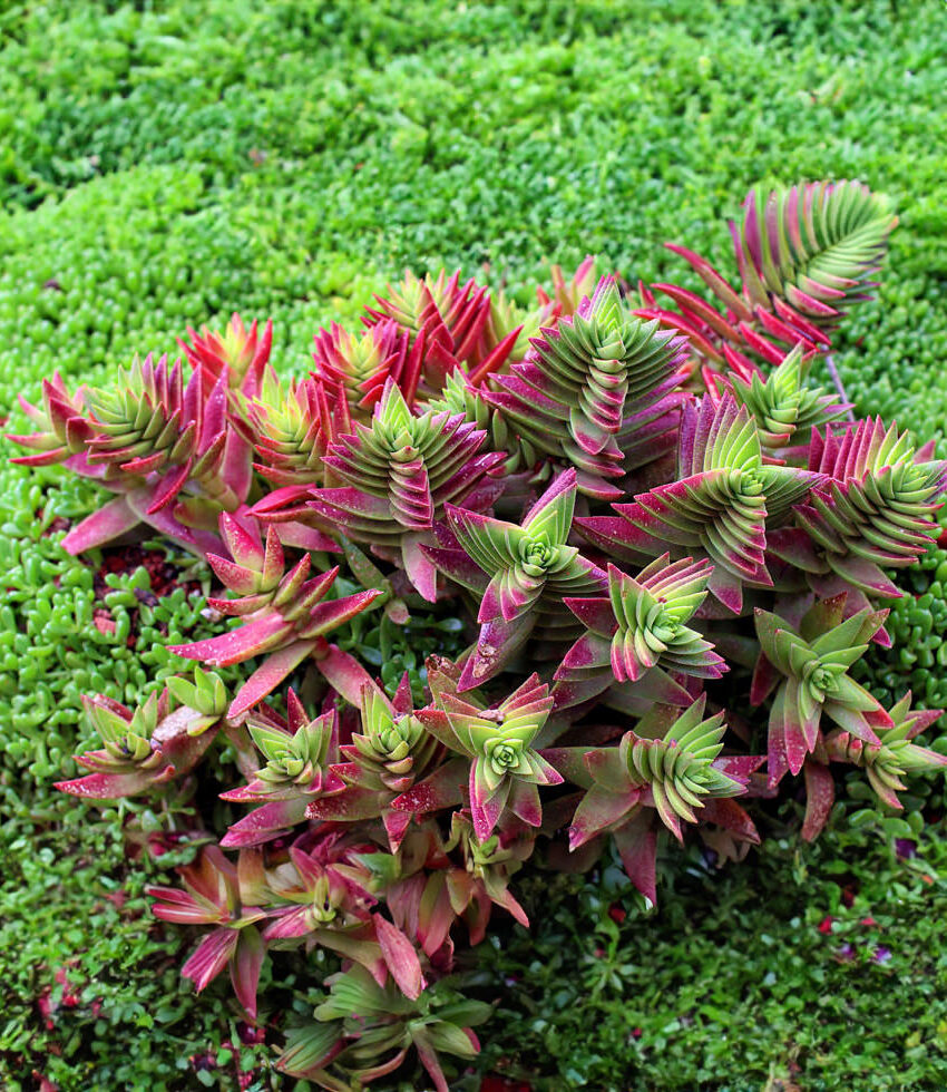 crassula zeyheri corymbulosa