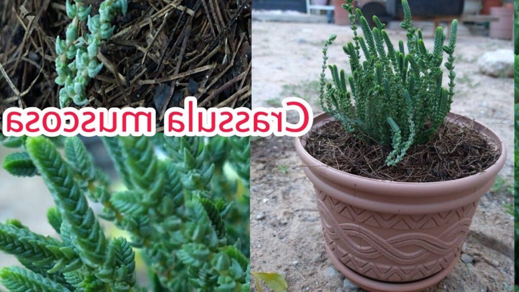 crassula zeyheri guia completa