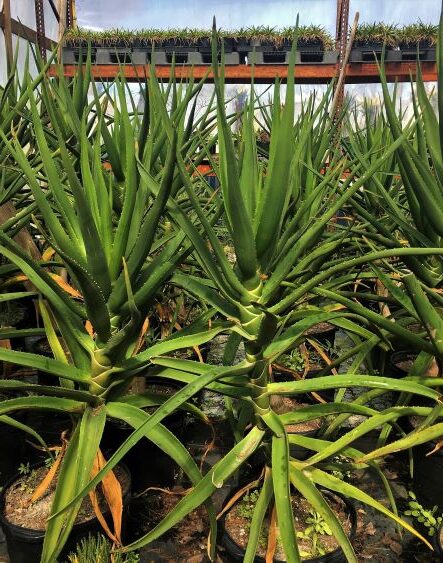 crassula zeyheri var zeyheri guia completa