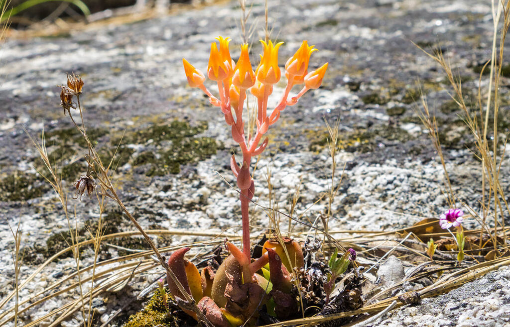 dudleya alainae guia completa