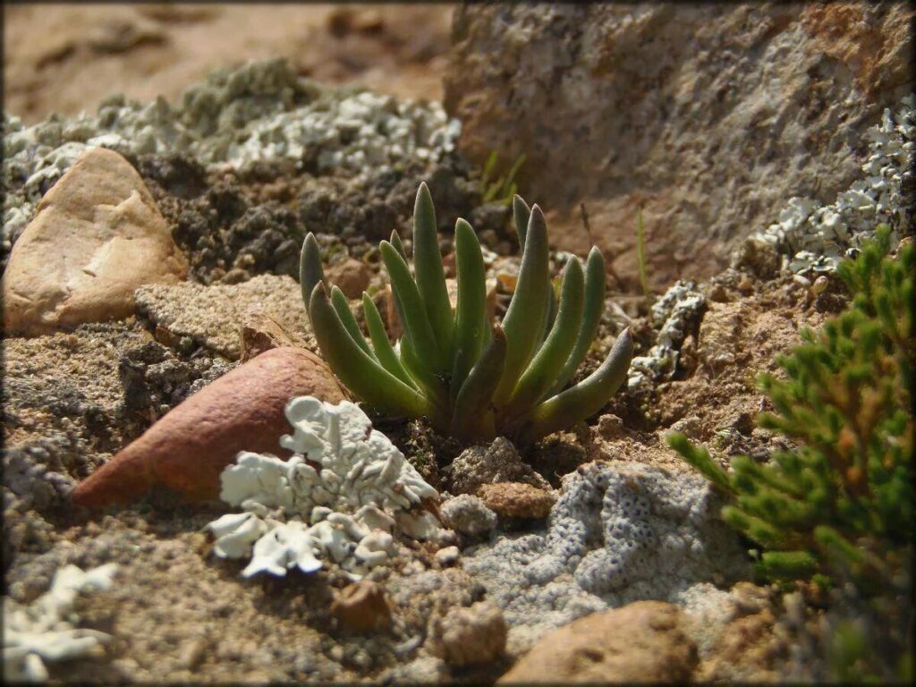 dudleya albiflora guia completa