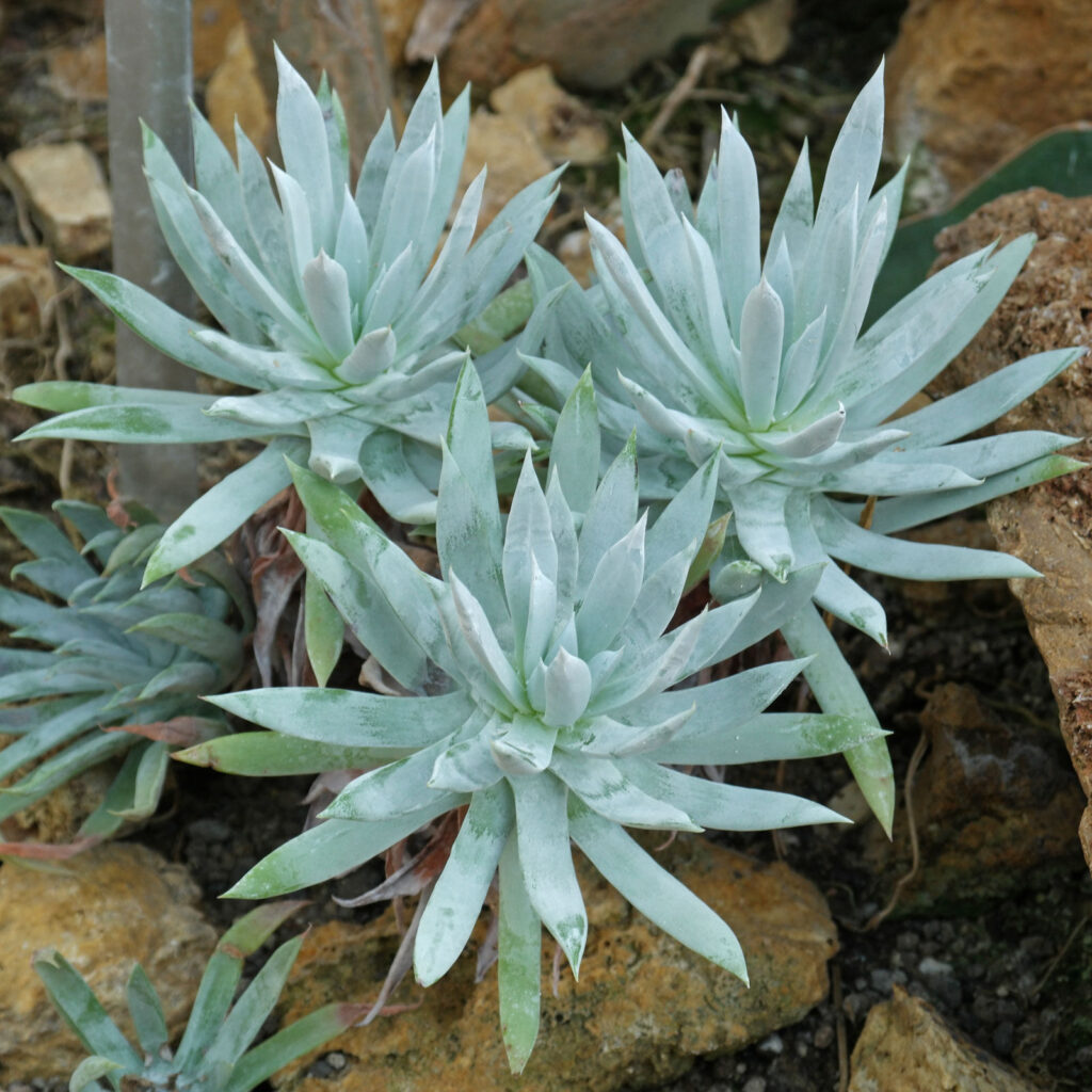 dudleya amoena cuidados y cultivo