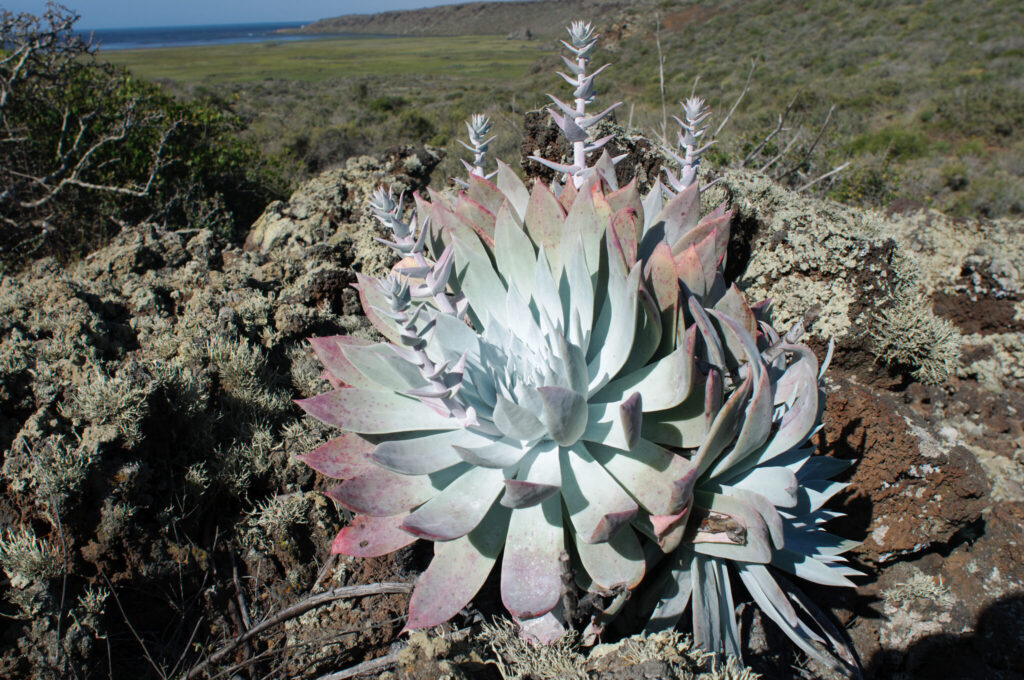 dudleya anthonyi guia completa