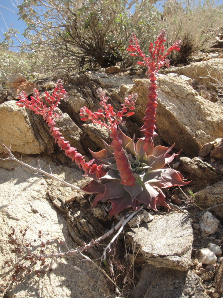 dudleya arizonica guia completa