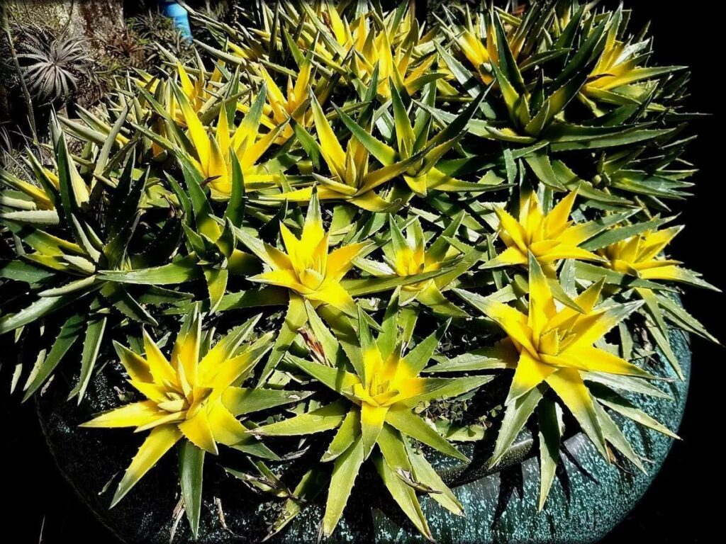 dudleya brevifolia guia completa