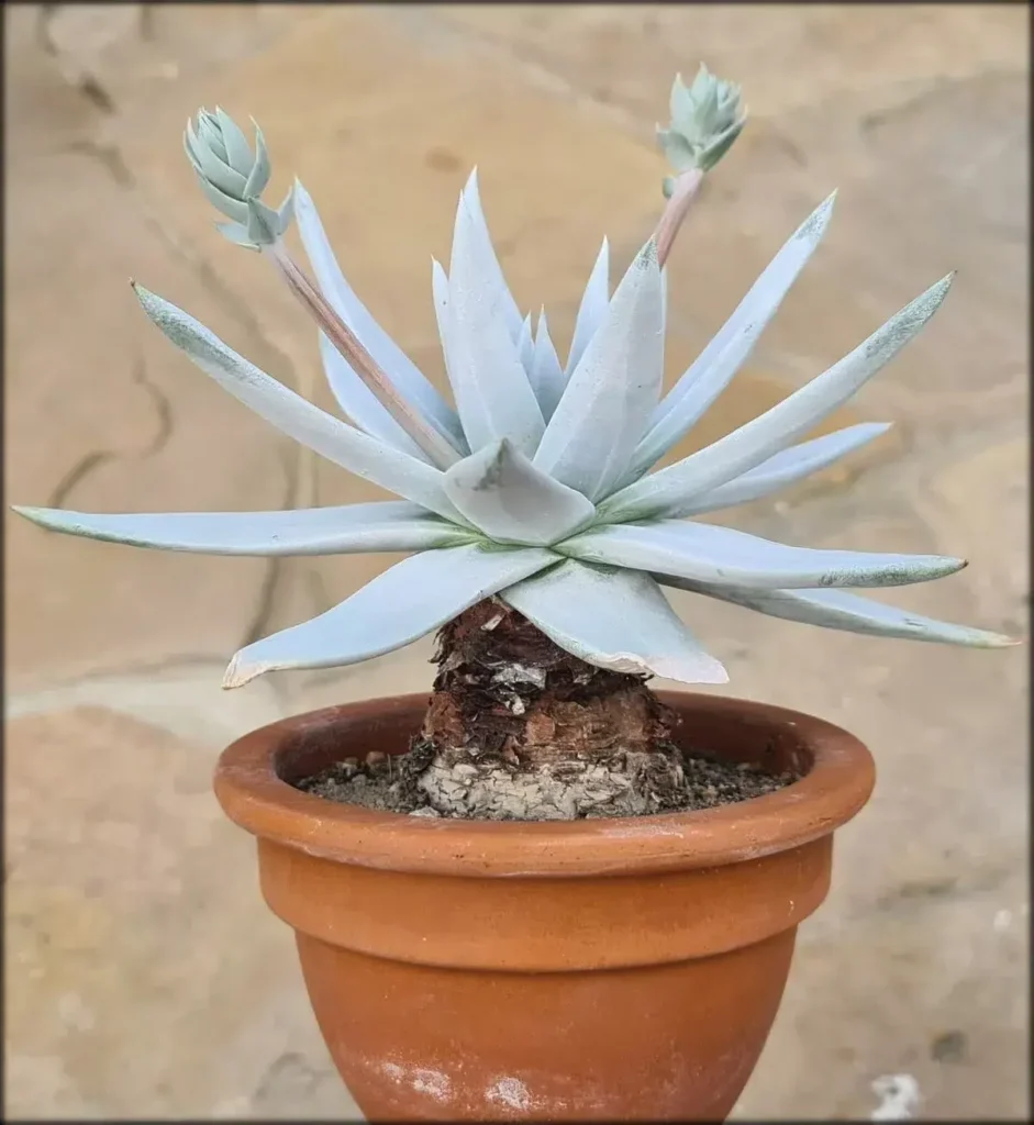 dudleya brittonii guia completa