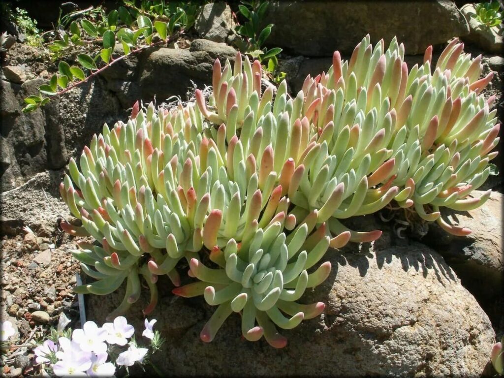 dudleya caespitosa guia completa