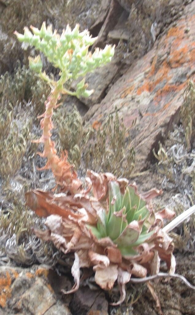 dudleya candelabrum guia completa