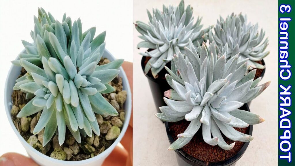 dudleya candida guia completa