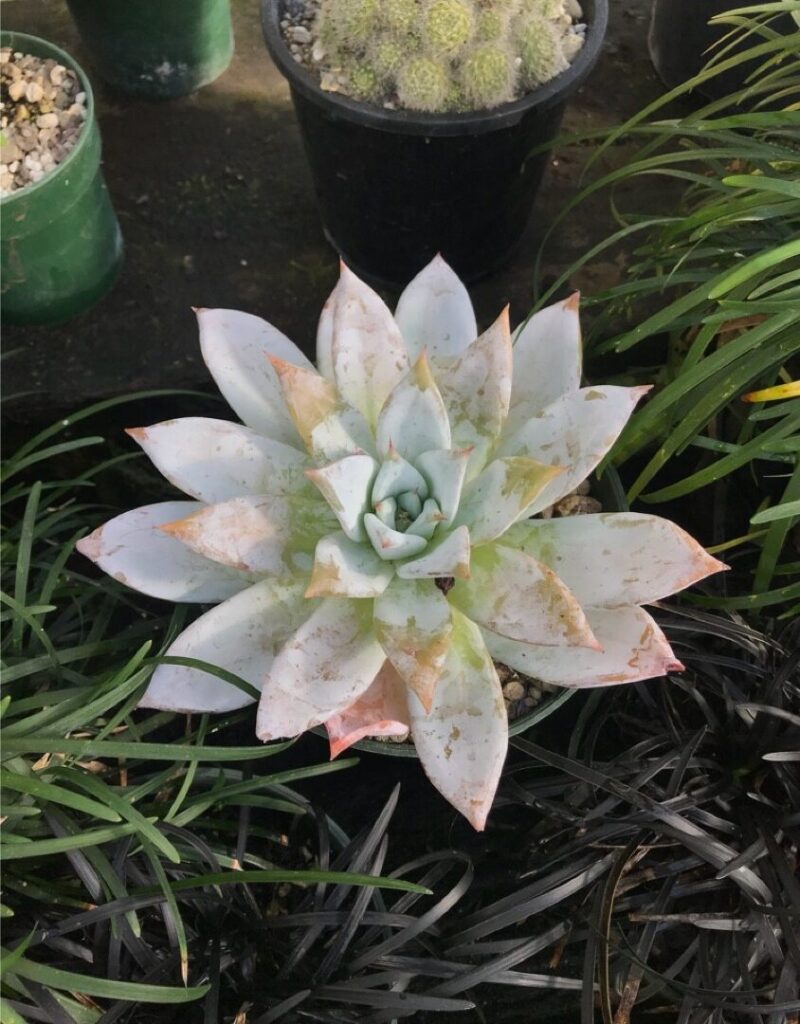 dudleya candida guia de cuidados