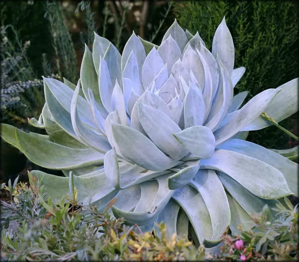 dudleya collomiae guia completa