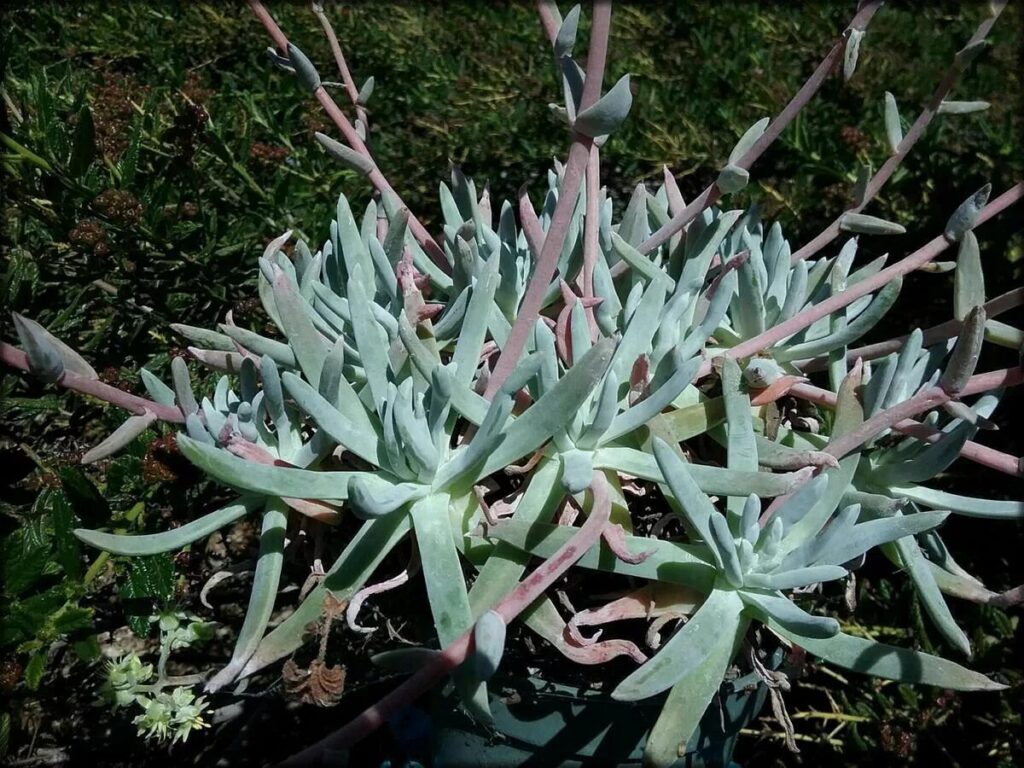 dudleya densiflora guia completa