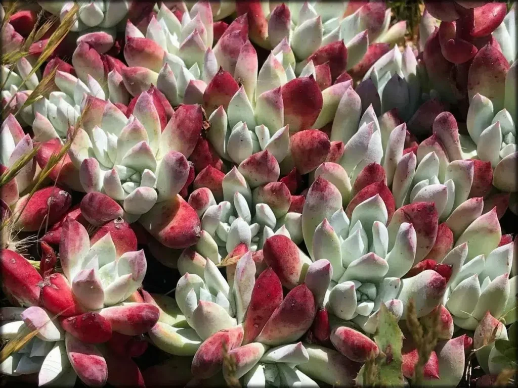 dudleya farinosa guia completa