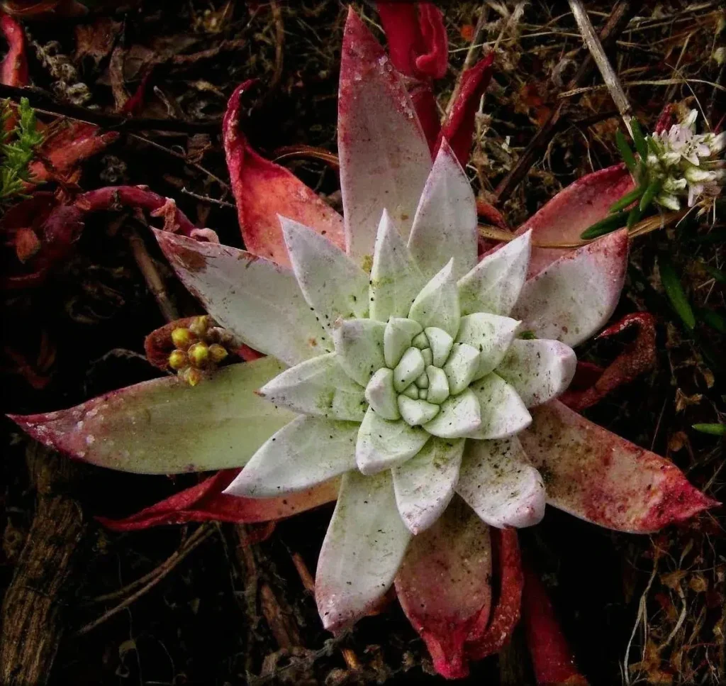 dudleya farinosa guia completa y cuidados esenciales