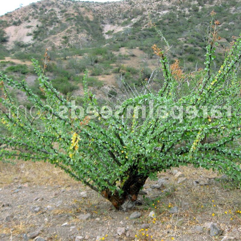 dudleya formosa cuidados y consejos