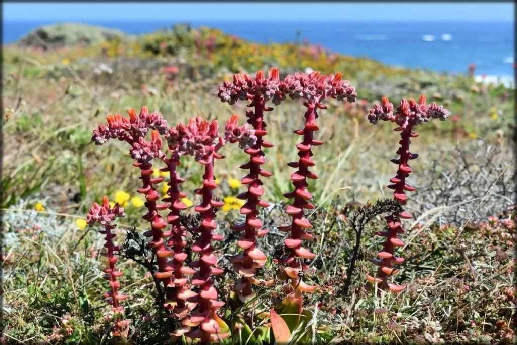 dudleya lanceolata guia completa