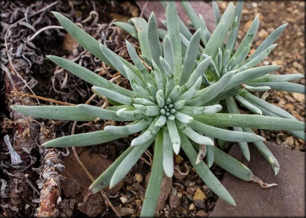 dudleya linearis guia completa