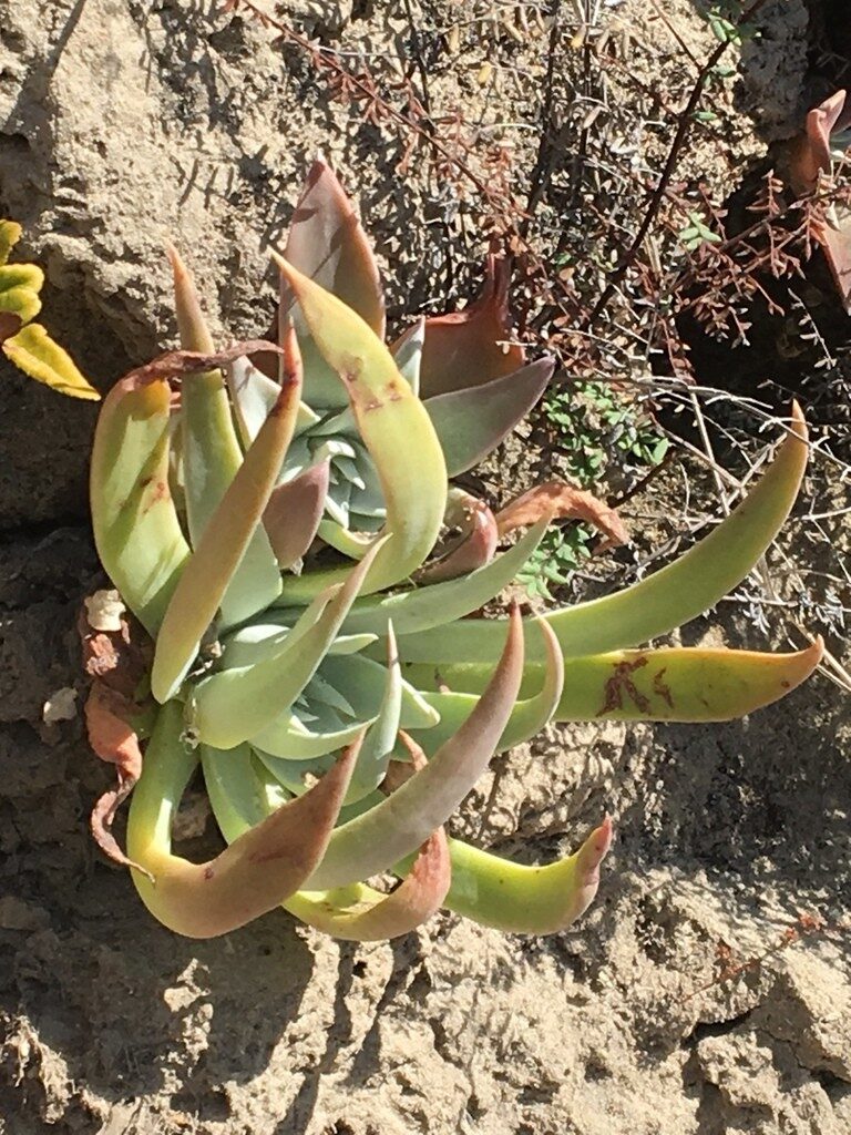 dudleya palmeri guia completa