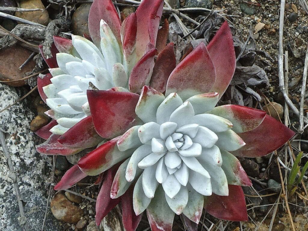 dudleya ramosa guia completa