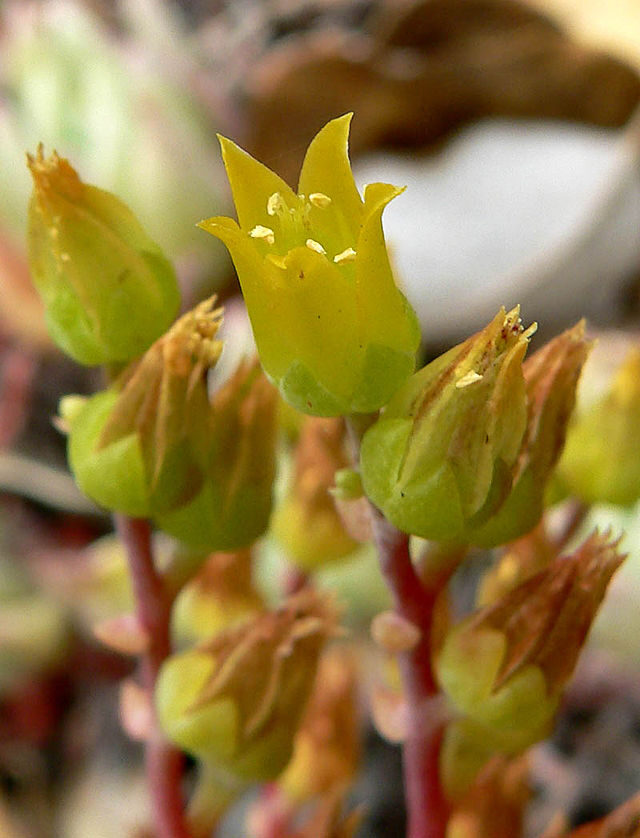 dudleya saxosa guia completa