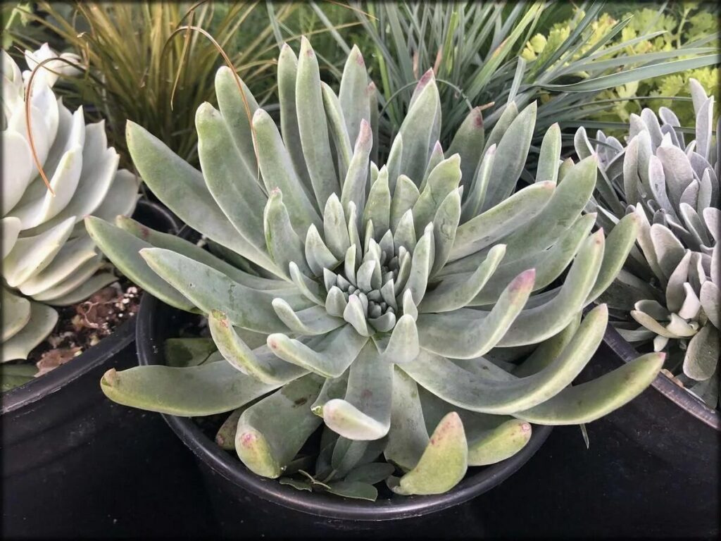 dudleya traskiae cuidados y cultivo