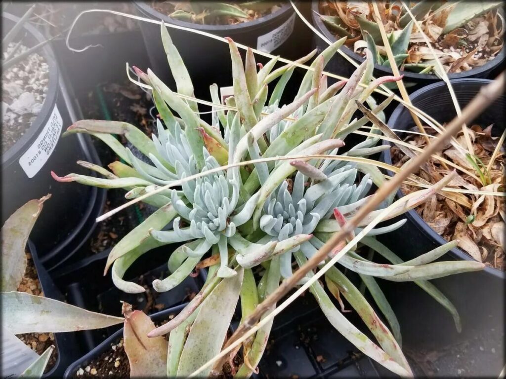 dudleya virens guia completa