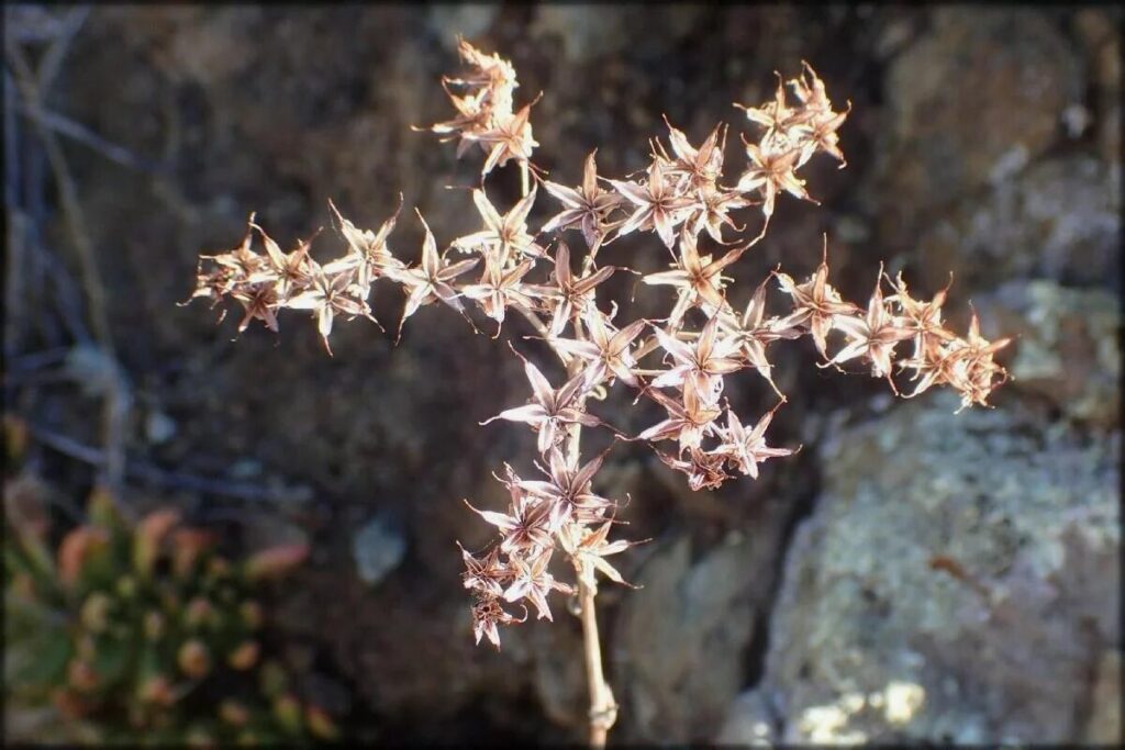 dudleya viscida guia completa