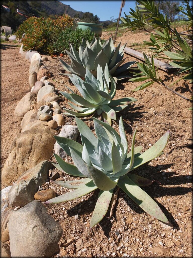 dudleya yatabeana guia completa