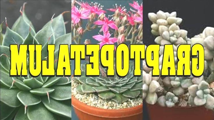 e296b7 suculenta graptopetalum tipos cuido y ejemplares