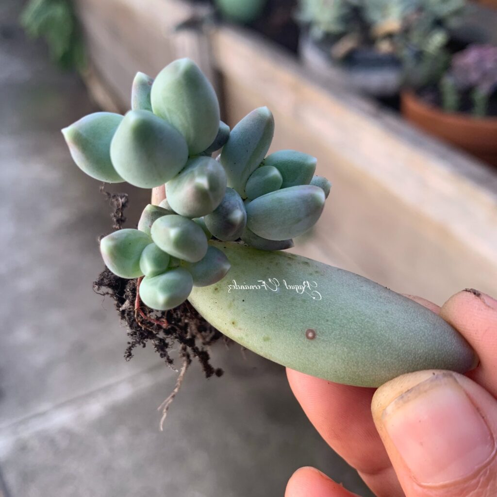 e296b7 suculenta pachyphytum