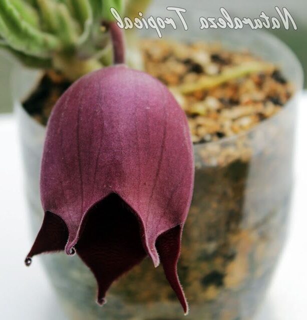 e296b7 suculenta stapelia