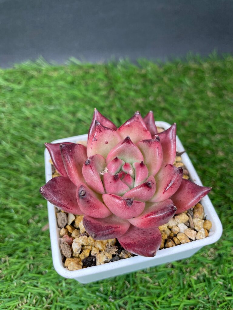 echeveria honey guia completa