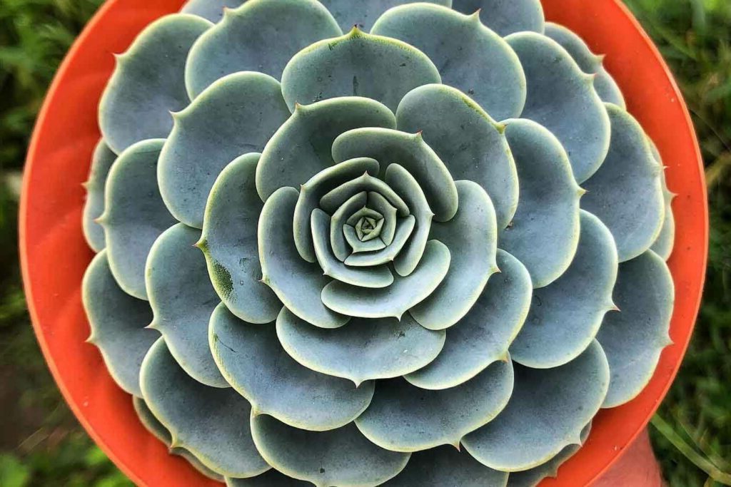 echeveria imbricata guia completa