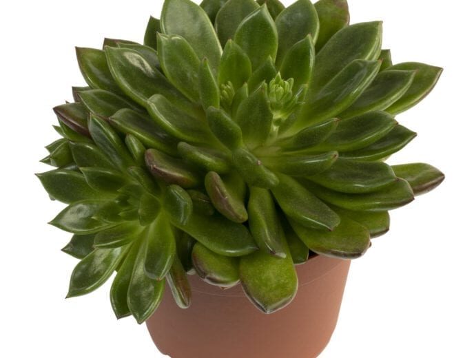 echeveria jade point cuidados y consejos