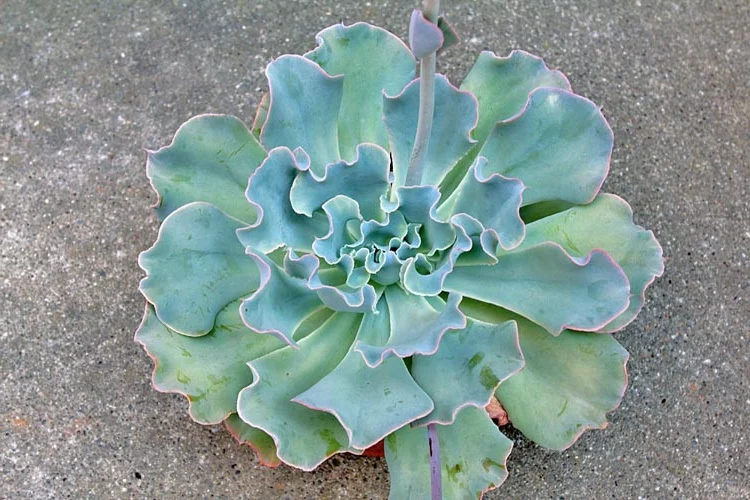 echeveria lady aquarius guia completa