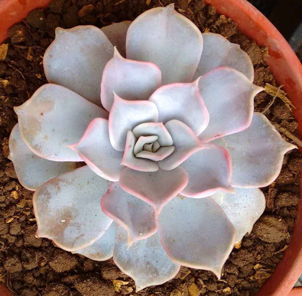 echeveria lilacina cuidados y consejos