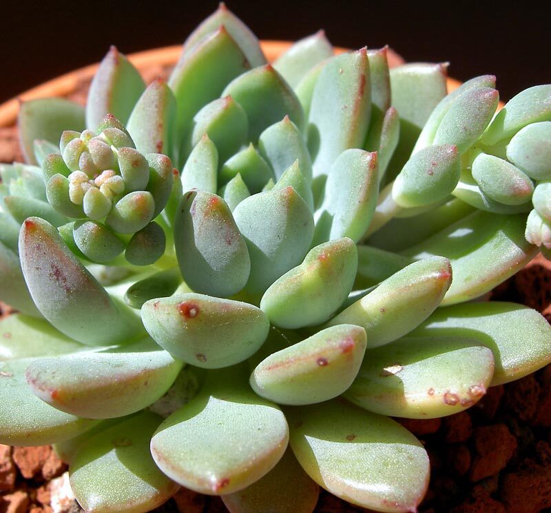 echeveria lindsayana guia completa