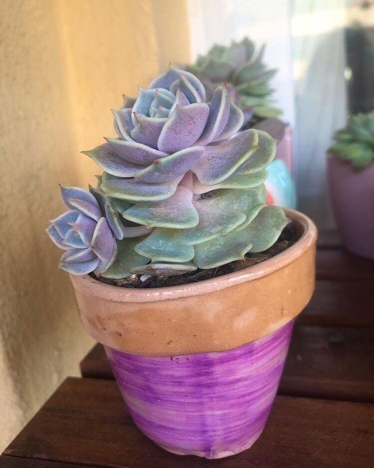 echeveria lola guia completa y cuidados esenciales