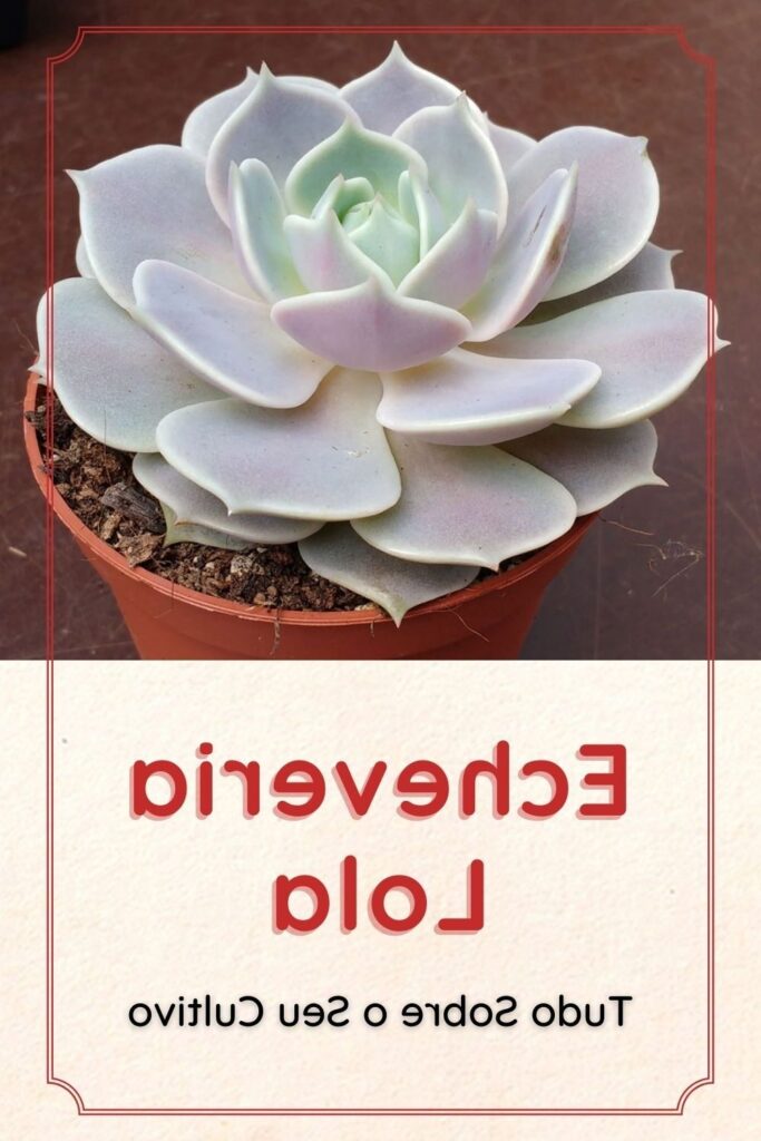 echeveria lola supreme guia completa