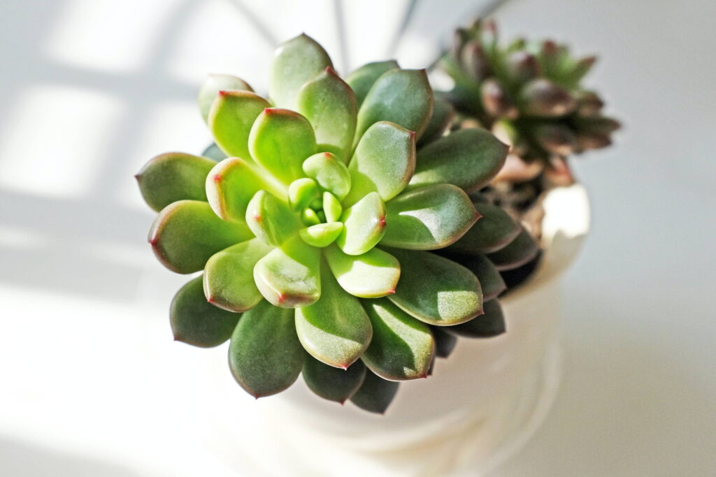 echeveria midnight guia completa