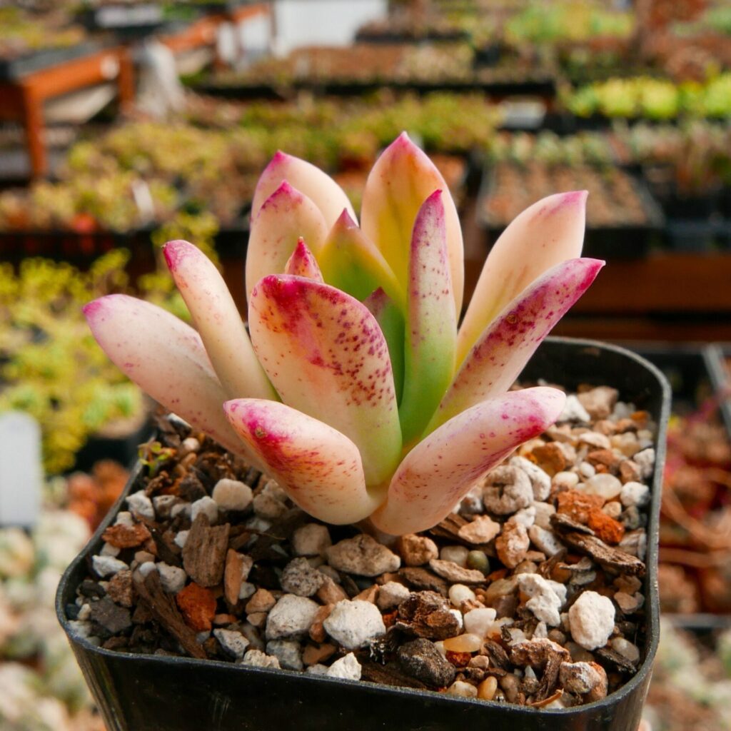 echeveria minibelle guia completa