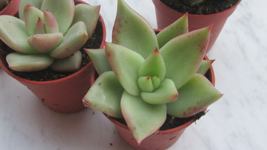 echeveria mira guia completa