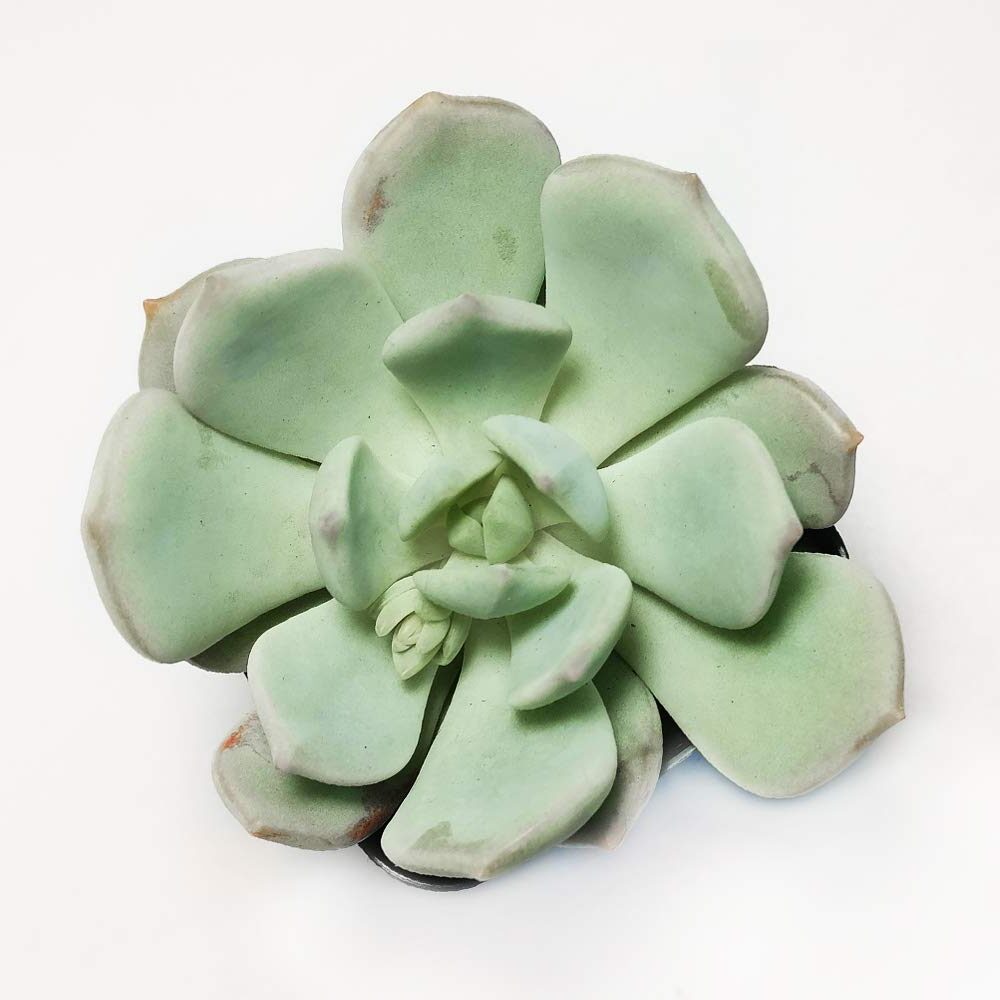 echeveria moonglow guia completa