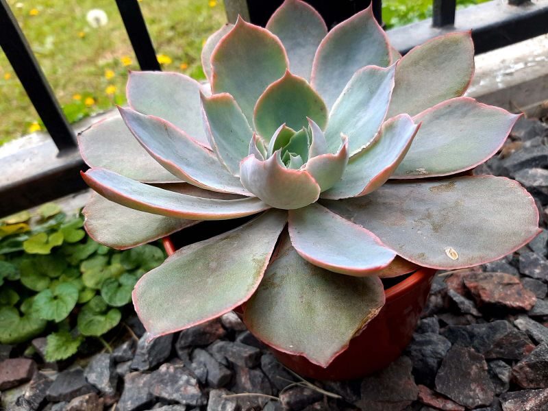 echeveria morning light guia completa