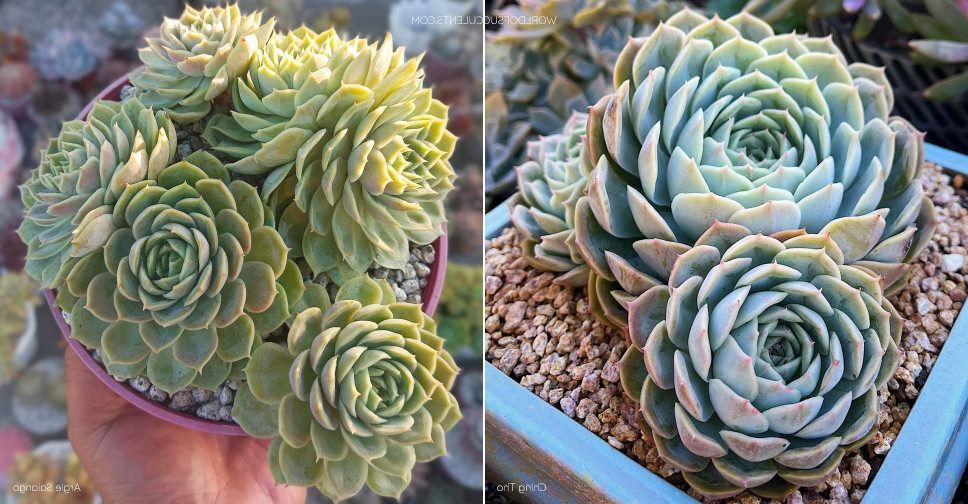 echeveria onslow guia completa