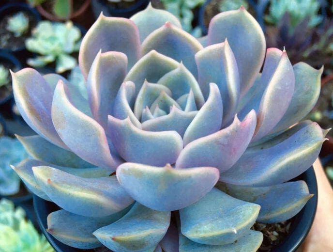 echeveria orion guia completa