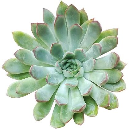 echeveria painted lady guia completa