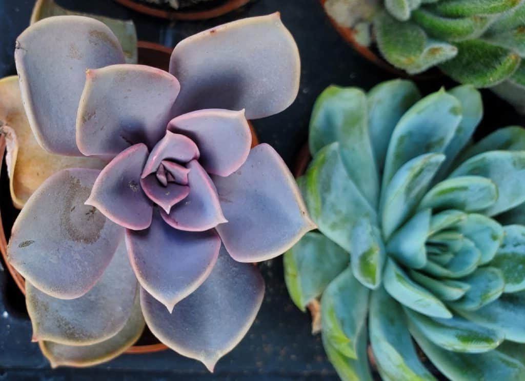 echeveria perle von nurnberg guia completa