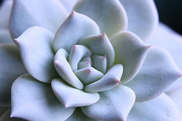 echeveria pilosa guia completa